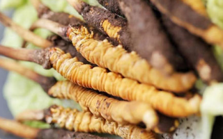 冬蟲夏草鮮草可以生吃嗎？一文解讀食用真相