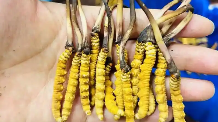 鮮冬蟲夏草出水怎么辦？實用處理指南