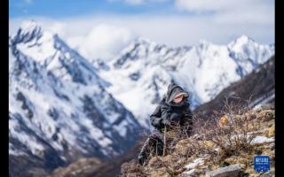 蟲(chóng)草採(cǎi)挖季：雪山前的匍匐尋覓