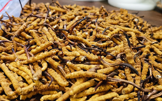 冬蟲夏草品質(zhì)價(jià)位表大全，一文掌握行情