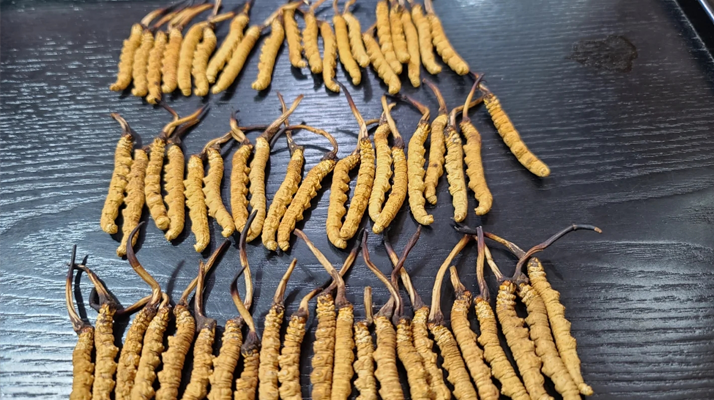 冬蟲(chóng)夏草新草舊草辨別全攻略