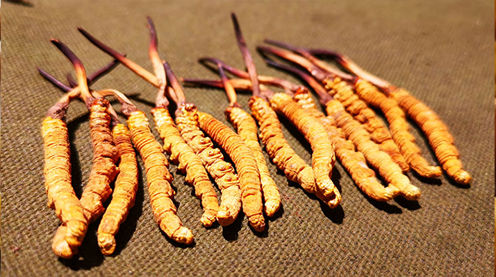 干海參 VS 冬蟲夏草：兩種滋補(bǔ)珍品的差異全解析