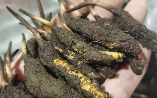 探秘鮮冬蟲(chóng)夏草：自然孕育的神奇瑰寶