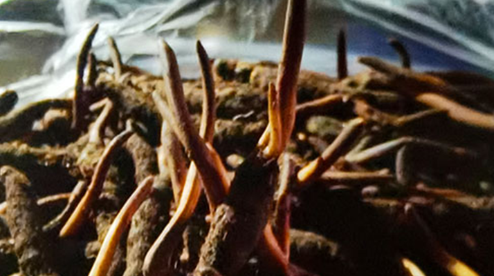 新鮮冬蟲夏草保存全攻略：鎖住營(yíng)養(yǎng)，延長(zhǎng)鮮味