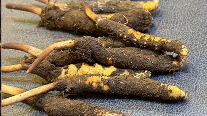 新鮮<a href=http://m.gdyuntian.com/jiage/ target=_blank class=infotextkey>冬蟲夏草價(jià)格</a>