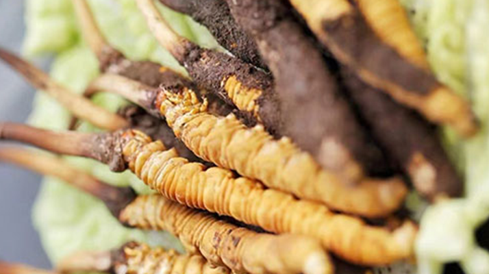 冰凍新鮮冬蟲夏草能吃嗎？