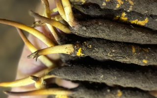 冬蟲夏草泡水喝，一次泡幾根最合適？