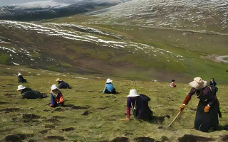 藏那曲冬蟲(chóng)夏草：雪域精靈的新生之旅? ? ? ?