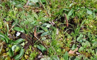 冬蟲夏草鮮草好不好喝？探尋獨特的味覺體驗