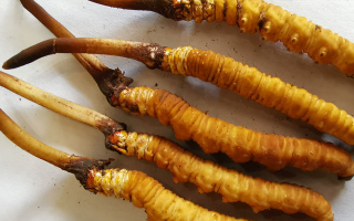 冬蟲夏草鮮草價格多少？揭秘其背后的定價密碼