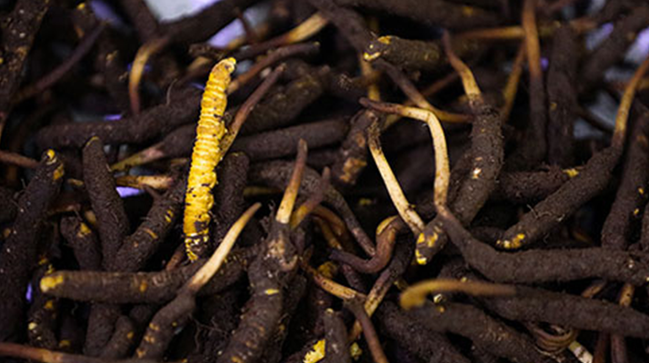 吃新鮮冬蟲夏草會(huì)過敏嗎？一文為你揭秘