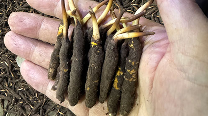 尋草之旅：踏上尋找<a href=http://m.gdyuntian.com/xinxian/ target=_blank class=infotextkey>新<a href=http://m.gdyuntian.com/xinxian/ target=_blank class=infotextkey>鮮冬蟲夏草</a></a>的征程