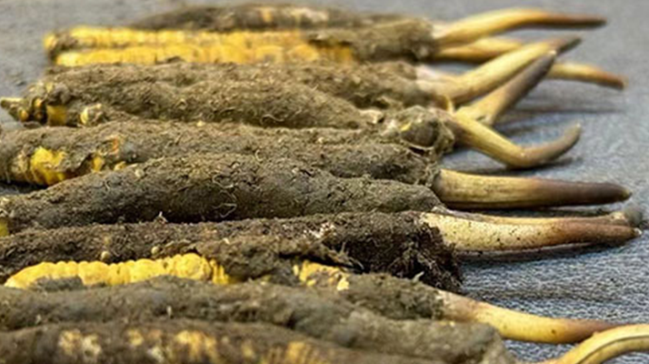 正宗<a href=http://m.gdyuntian.com/xinxian/ target=_blank class=infotextkey>新<a href=http://m.gdyuntian.com/xinxian/ target=_blank class=infotextkey>鮮冬蟲夏草</a></a>的科學(xué)吃法指南