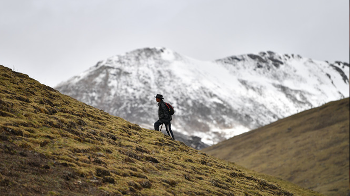 雪域珍寶:探秘鮮那曲冬蟲夏草的獨(dú)特魅力