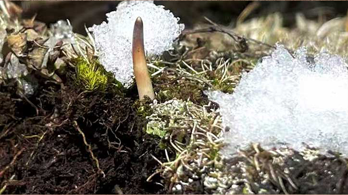 冰鮮的冬蟲夏草還能吃嗎？一文讀懂食用真相? ? ? ?