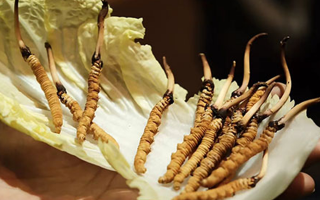 冬蟲(chóng)夏草鮮草如何吃最好？解鎖營(yíng)養(yǎng)與美味的黃金吃法