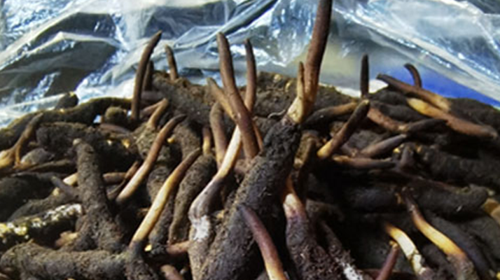 新鮮冬蟲夏草能放多久吃？一文掌握儲(chǔ)存與食用期限