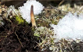 鮮冬蟲夏草燉湯多久能吃？科學(xué)燉煮時(shí)間全解析