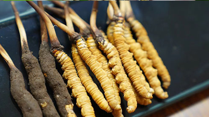 鮮冬蟲夏草什么季節(jié)最好？滋補時機大揭秘