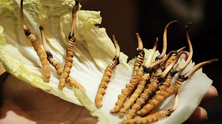 鮮冬蟲夏草能泡藥酒嗎？一文解鎖滋補新方式