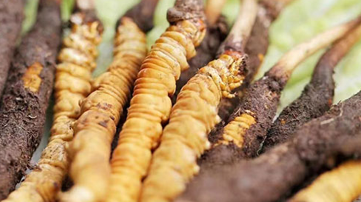 鮮冬蟲夏草能存放多久？科學(xué)保存指南來了