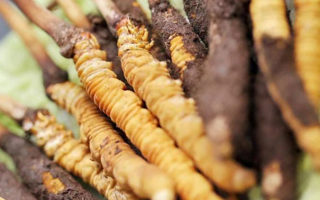 鮮冬蟲夏草哪個尺寸最好？一文讀懂，不再糾結(jié)