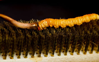 鮮冬蟲(chóng)夏草什么口感最好？探尋舌尖上的滋補(bǔ)美味? ? ? ?