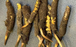 野生冬蟲(chóng)夏草一斤多少錢(qián)？多維度價(jià)格解析