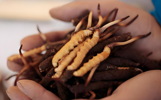 新鮮蟲(chóng)草單根價(jià)格探秘