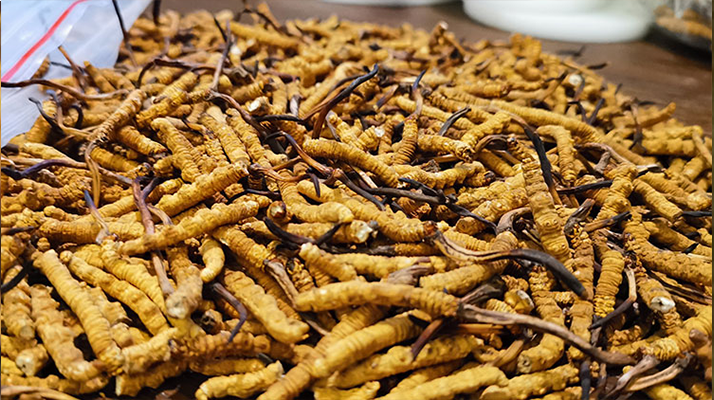 <a href=http://m.gdyuntian.com/ target=_blank class=infotextkey>冬蟲夏草</a>市場價格解碼：從黃金克價到價值迷霧