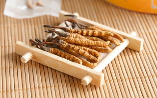 什么地方冬蟲(chóng)夏草最正宗