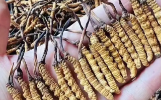 冬蟲夏草怎么吃？最全食用指南與科學(xué)建議?