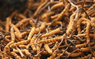 正宗冬蟲夏草一斤多少錢？價(jià)格背后的市場(chǎng)真相與選購指南?