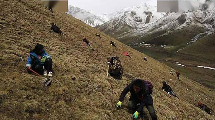 冬蟲(chóng)夏草都是野生的嗎？探尋其生長(zhǎng)的奧秘