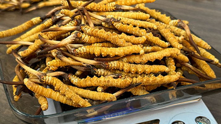 蟲草是怎么長(zhǎng)出來的