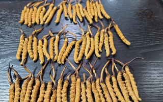 吃冬蟲夏草對身體的好處
