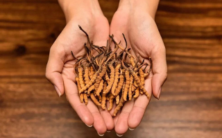 冬蟲夏草的科學(xué)儲存方法：鎖住雪域珍寶的活性與價(jià)值