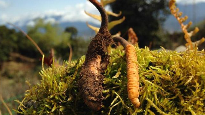 如何挑選新鮮冬蟲夏草？掌握這幾個關(guān)鍵要點(diǎn)