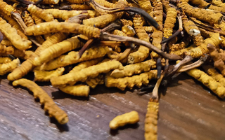 天然冬蟲夏草多少錢一克？