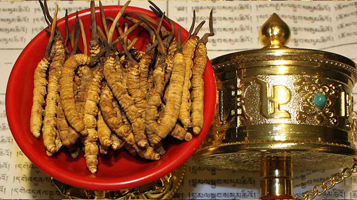 <a href=http://m.gdyuntian.com/gongxiao/ target=_blank class=infotextkey><a href=http://m.gdyuntian.com/gongxiao/ target=_blank class=infotextkey><a href=http://m.gdyuntian.com/yangsheng/ target=_blank class=infotextkey>冬蟲夏草的功效</a></a></a>解析:傳統(tǒng)珍寶的現(xiàn)代價值