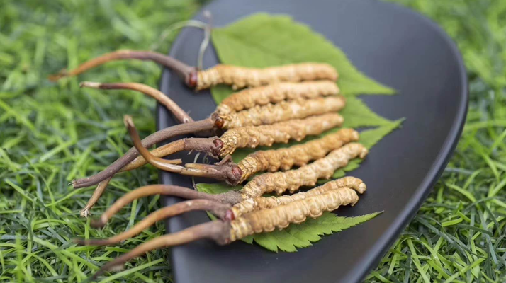 新鮮松茸冬蟲夏草怎么吃？滋補雙珍的美味搭配指南