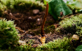 新鮮好的冬蟲夏草怎么吃？解鎖營養(yǎng)滋補新方式?