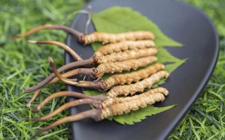 新鮮松茸冬蟲夏草怎么吃？滋補雙珍的美味搭配指南