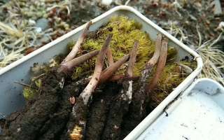 冬蟲夏草怎么辨別養(yǎng)殖的？掌握 5 大鑒別要點(diǎn)