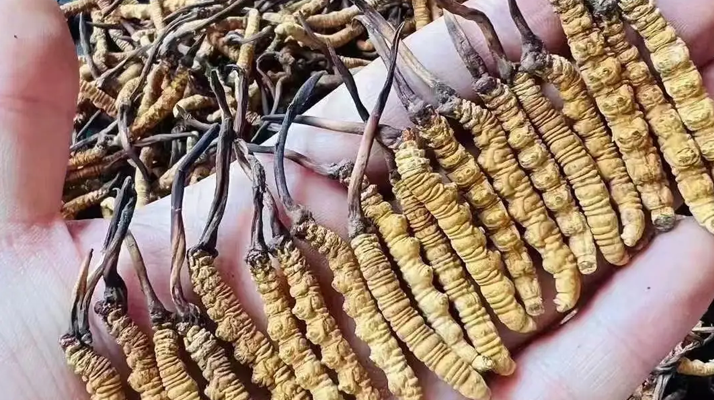 冬蟲夏草的十大功效：自然饋贈的滋補(bǔ)力量