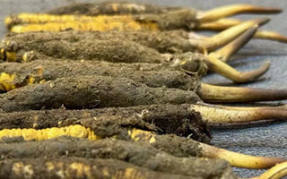 新鮮冬蟲夏草可以泡水喝嗎？正確方法與功效解析