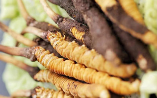 冬蟲夏草適合產后婦女嗎？科學滋補與恢復指南