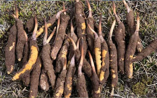 一根鮮冬蟲夏草多少克？多因素決定重量差異