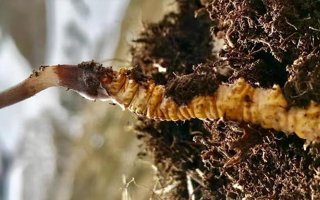 雪域黃金產(chǎn)地：探秘新鮮西藏冬蟲夏草直供地的天然奧秘