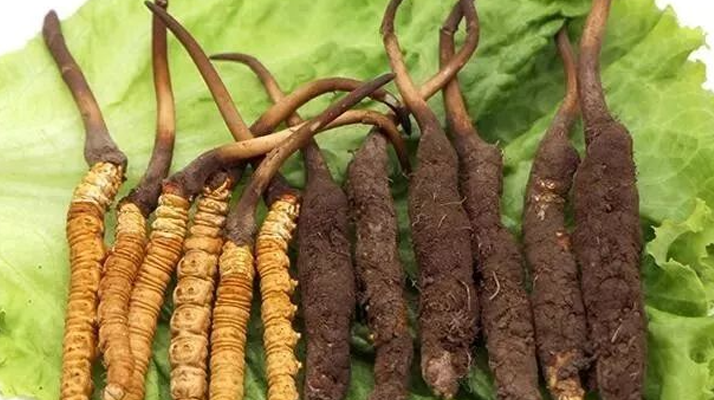 真空鎖鮮：<a href=http://m.gdyuntian.com/xinxian/ target=_blank class=infotextkey>新<a href=http://m.gdyuntian.com/xinxian/ target=_blank class=infotextkey>鮮冬蟲夏草</a></a>的科學(xué)保存方法